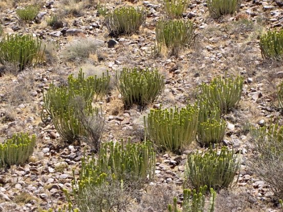 Euphorbia avasmontana has many names