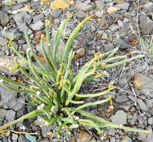 Euphorbia burmannii