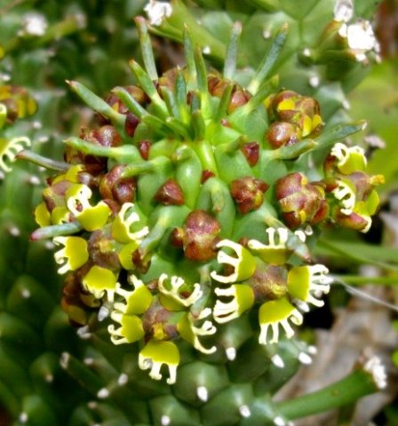 Euphorbia caput-medusae all about the stem-tip