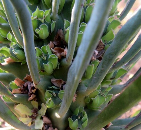 Euphorbia clandestina cyathia on the floor of a leaf forest