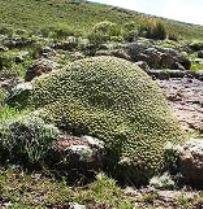 Euphorbia clavarioides commanding respect