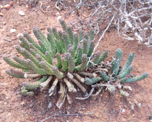 Euphorbia colliculina raised stem-tips