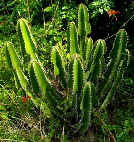 Euphorbia cooperi garden transplant