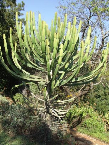 Euphorbia curvirama