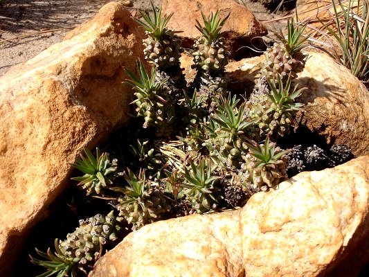 Euphorbia davyi