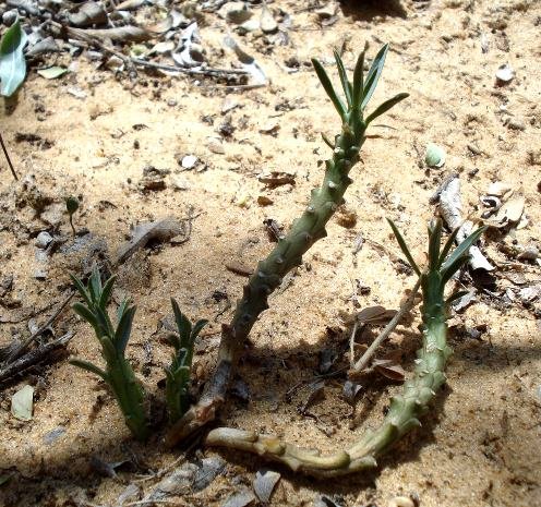Euphorbia duseimata