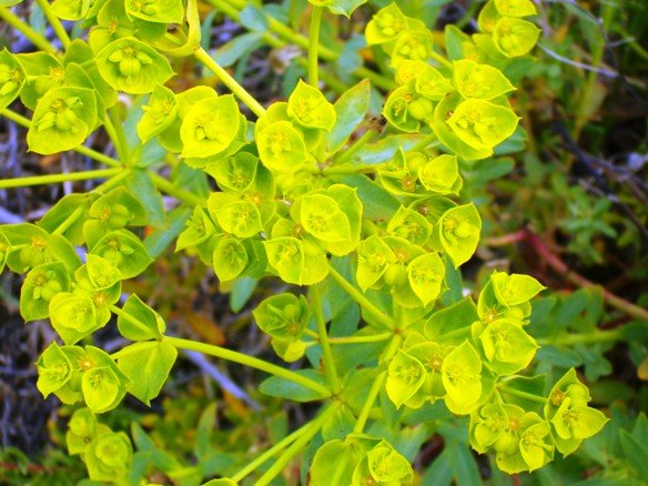 Euphorbia peplus