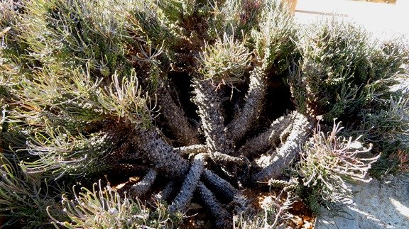 Euphorbia filiflora