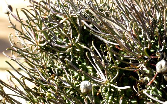 Euphorbia filiflora leaves and fruit