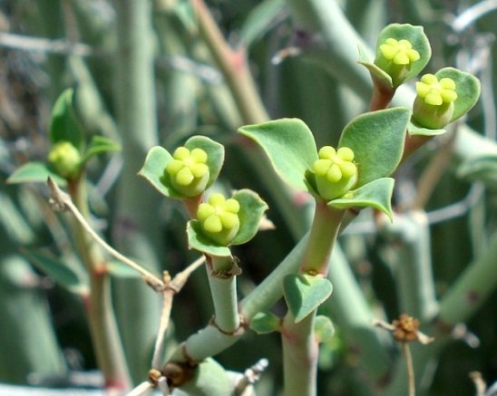 Euphorbia gariepina subsp. gariepina stem-tip flowering