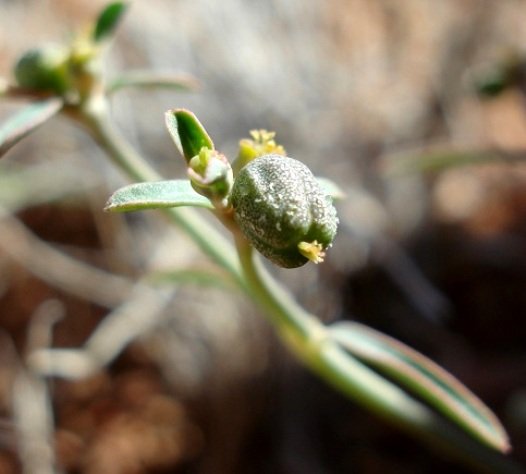 Euphorbia glanduligera cyathia and fruit