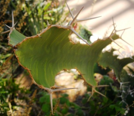 Euphorbia grandicornis