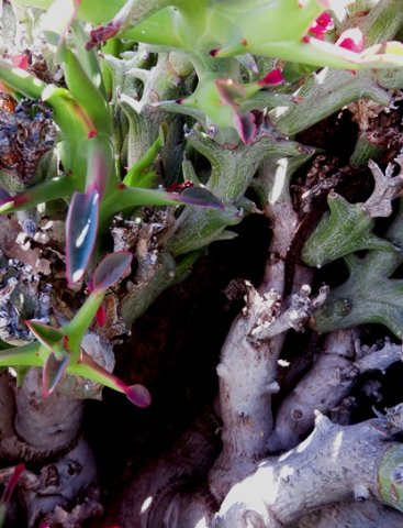 Euphorbia hamata leaves