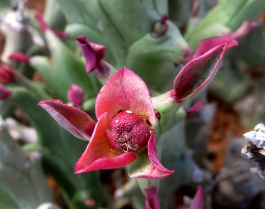 Euphorbia hamata red fruit wrinkled