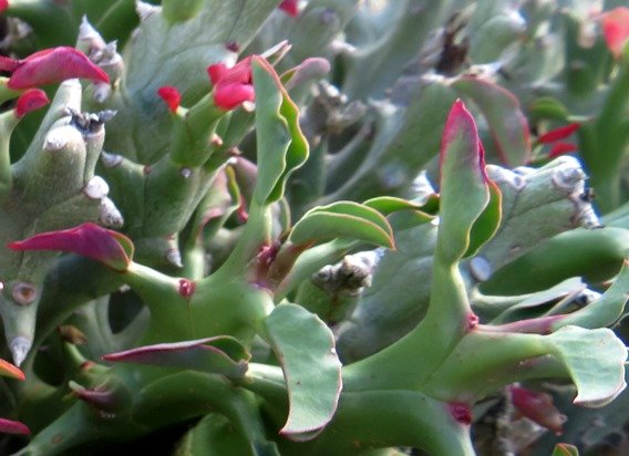 Euphorbia hamata leaves, the short term features
