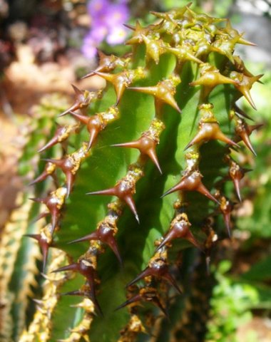 Euphorbia caerulescens young stem-tip