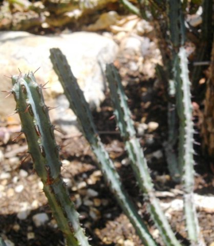 Euphorbia louwii
