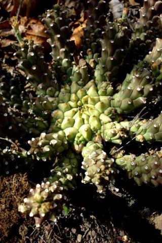 Euphorbia maleolens central stem crown