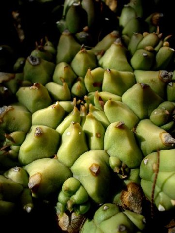 Euphorbia maleolens inner sanctum