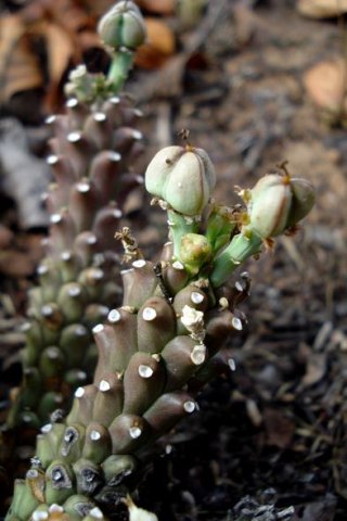 Euphorbia maleolens fruit