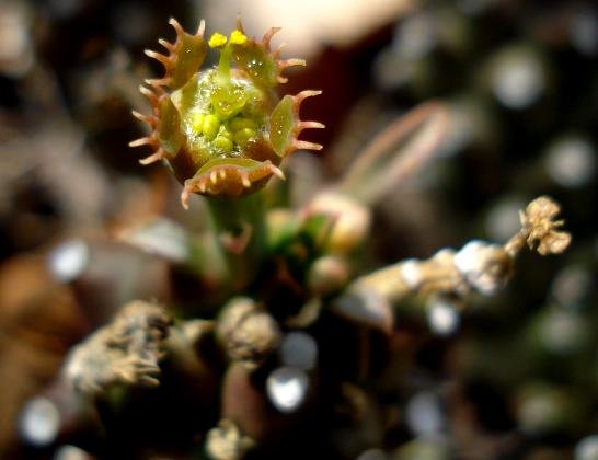 Euphorbia maleolens cyathium