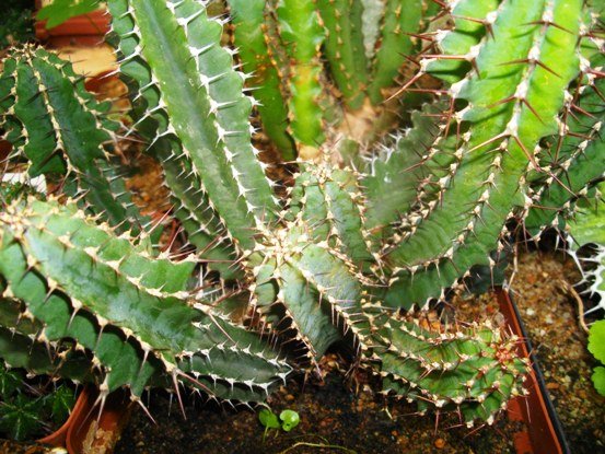 Euphorbia perangusta