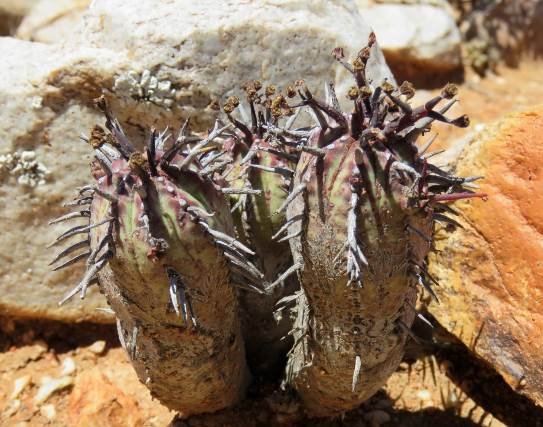 Euphorbia pillansii stems