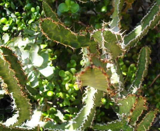Euphorbia pseudocactus