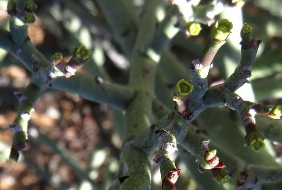 Euphorbia rhombifolia false flowers