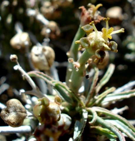 Euphorbia braunsii cyathia