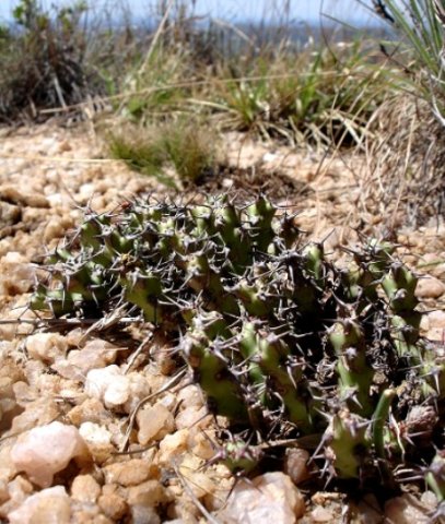 Euphorbia schinzii at Breedts Nek 