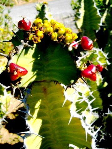 Euphorbia cooperi, yellow flowers, red fruit