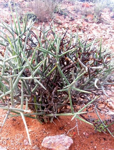 Euphorbia spinea new growth over dead branches