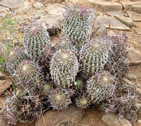 Euphorbia stellispina