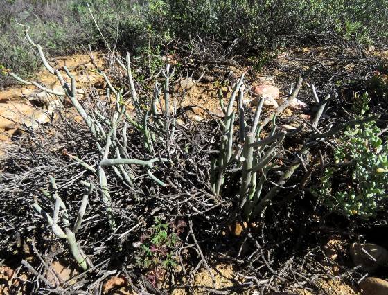 Euphorbia stolonifera