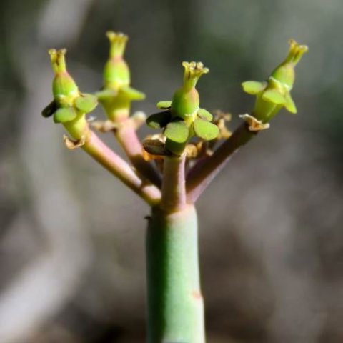 Euphorbia stolonifera ring of female flowers