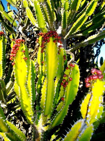 Euphorbia triangularis red fruit