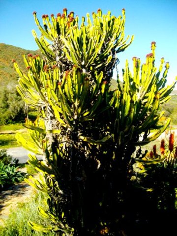 Euphorbia triangularis