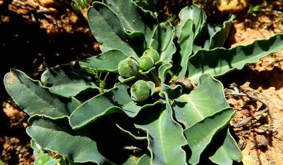 Euphorbia tuberosa