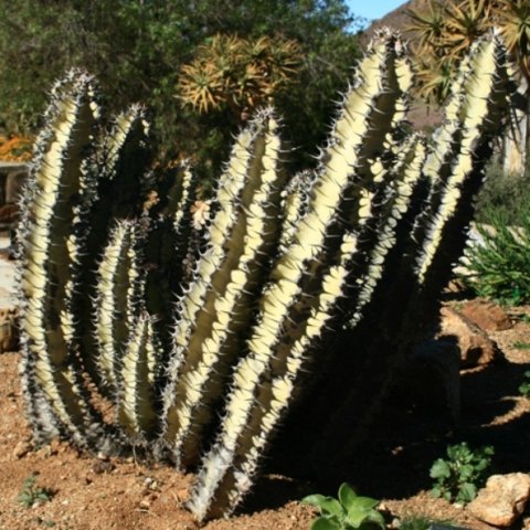 Euphorbia virosa