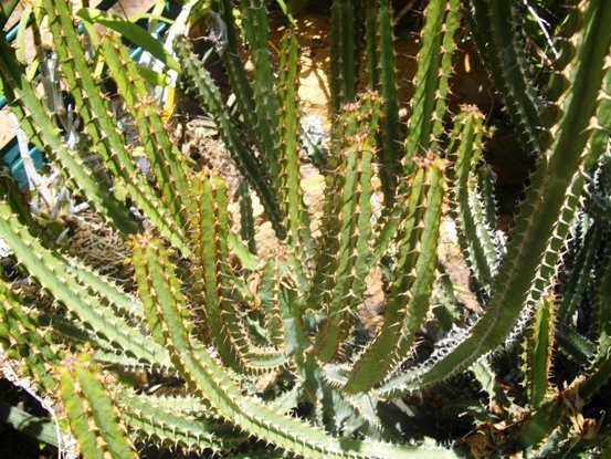 Euphorbia zoutpansbergensis