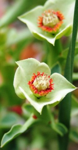 Euphorbia hamata flowering near Komaggas