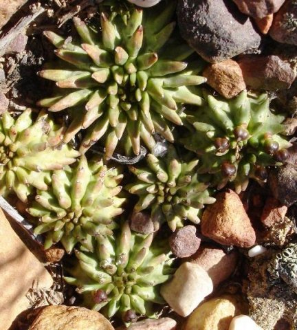 Euphorbia susannae