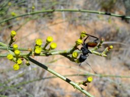 Euphorbia tenax and ant