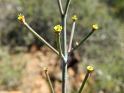 Euphorbia tenax stem-tip cyathia
