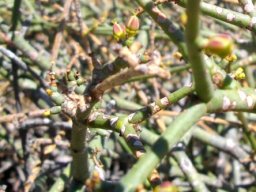 Euphorbia tenax fruit