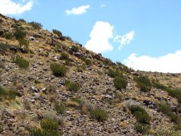 Euphorbia avasmontana on a stony slope