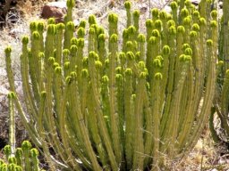 Euphorbia avasmontana