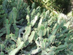 Euphorbia bothae, a hybrid