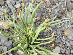 Euphorbia burmannii